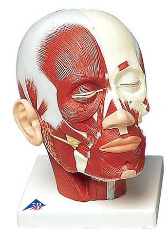 MUSCULATURA DE LA CABEZA