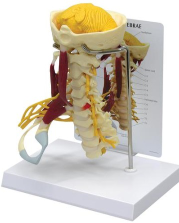 Columna Cervical con Músculos Deluxe GPI Anatomicals 1720