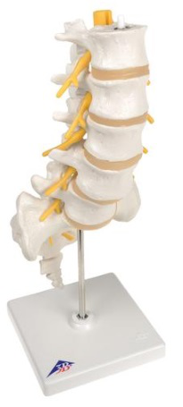 Columna vertebral lumbar 3B Scientific 1000146 [A74]