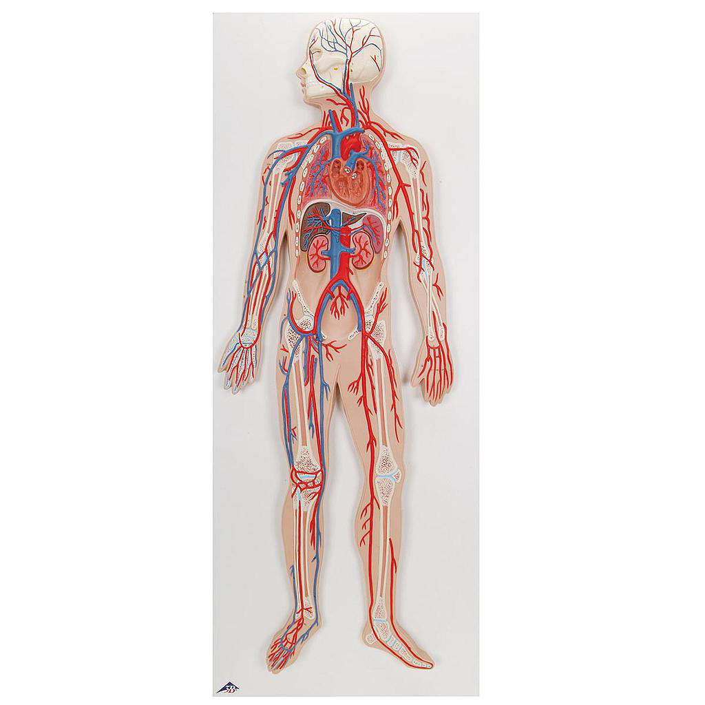 Sistema Circulatorio Humano 1/2 de su Tamaño Natural con 3B Smart Anatomy, marca 3B Scientific 1000276 [G30]
