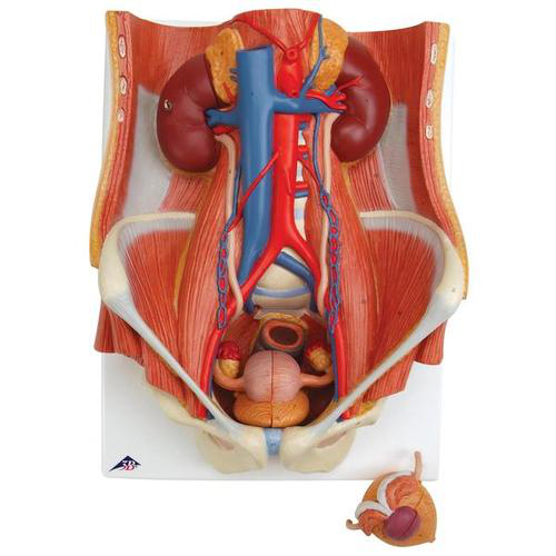 Sistema Urinario de sexo dual, en 6 piezas - 3B Smart Anatomy 3B Scientific 1000317 [K32]