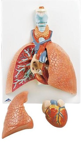 Maqueta Modelo de Lujo del Pulmón 3B Scientific 1001243 [VC243]