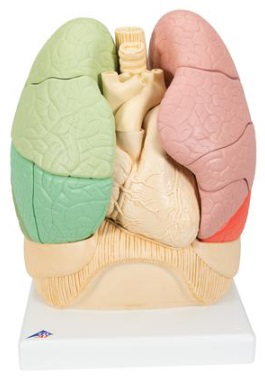 Pulmón por Segmentos - 3B Smart Anatomy /3BScientific 1008494 [G70]