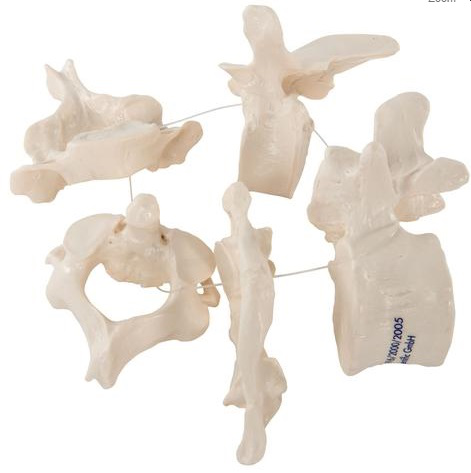 Maqueta de 5 Vértebras Marca 3b scientific Modelo 1000148 [A75/1]