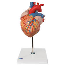 Maqueta de Corazón, 2 veces su tamaño natural, de 4 piezas 3B Smart Anatomy 3B Scientific 1000268 [G12]