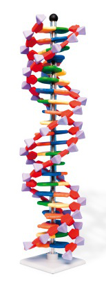 Maqueta de Hélice de ADN, kit de miniADN®, 22 segmentos/ Molymod 1005297 [W19762]