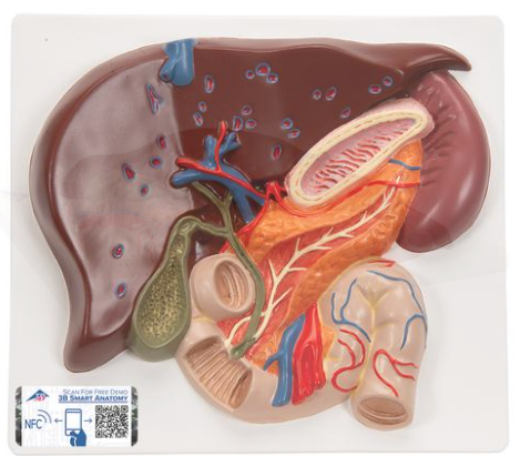 Maqueta de Hígado con vesícula biliar, páncreas y duodeno 3bScientific 1008550 [VE315]