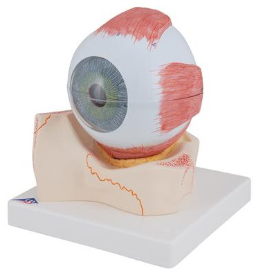 Maqueta de Ojo, 5 veces el tamaño Natural, 7 piezas Marca 3b scientific Modelo 1000256 [F11]