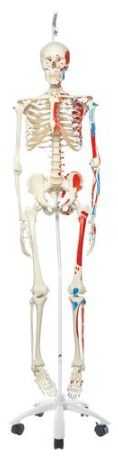 Esqueleto Max A11/1 Con Músculos y Colgado en Pie Metálico con 5 ruedas - 3B Smart Anatomy/ 3bscientific 1020174 [A11/1]