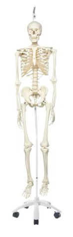 Modelo de esqueleto humano en soporte colgante 3B Scientific 1020172 [A10/1]