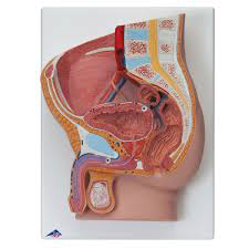 Maqueta de Pelvis Masculina,  2 partes 3B Scientific 1000282 [H11]