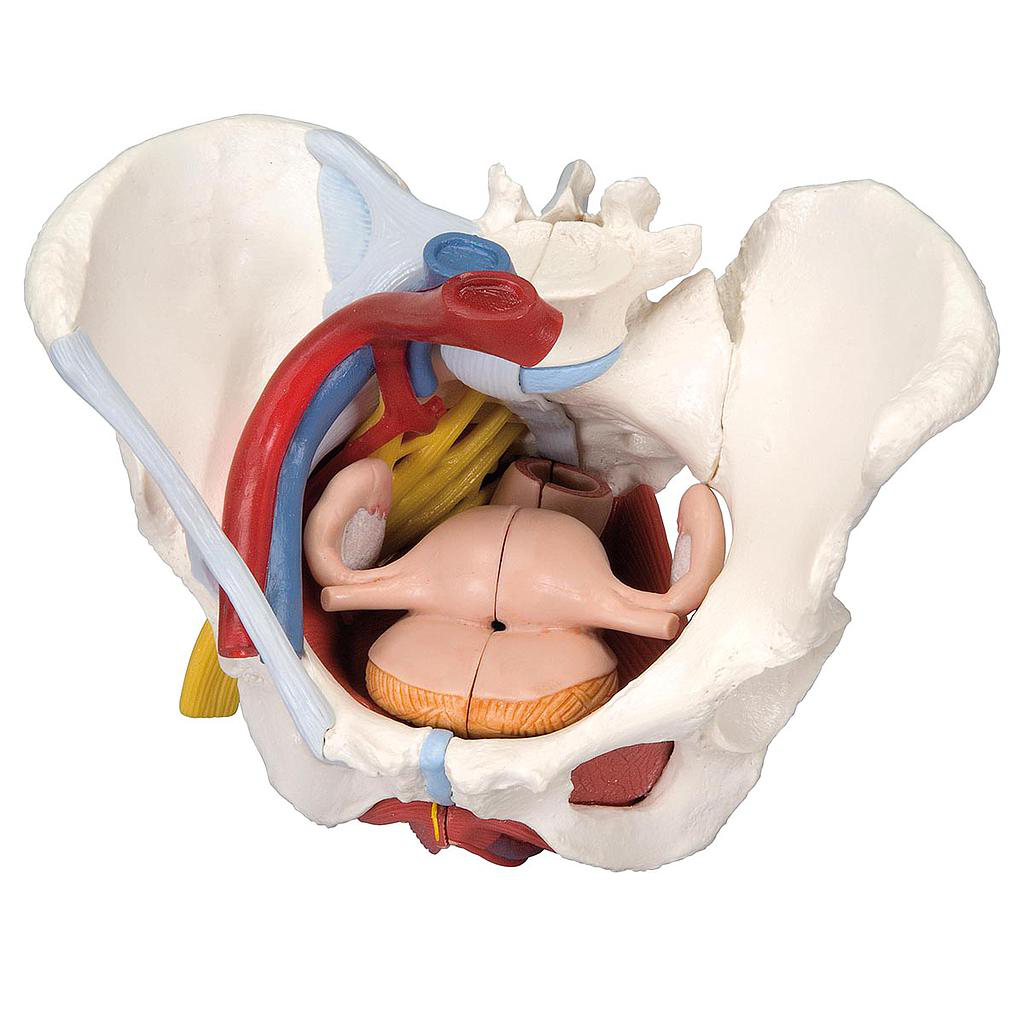 Maqueta de Pelvis femenina con ligamentos, vasos, nervios, piso pélvico y órganos, 6-partes - 3B Smart Anatomy 3B Scientific 1000288 [H20/4]