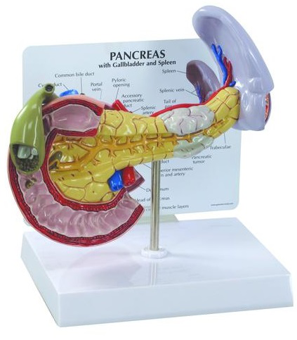 Maqueta de Páncreas Marca 3B SCIENTIFIC Modelo 1019553 [W33367]