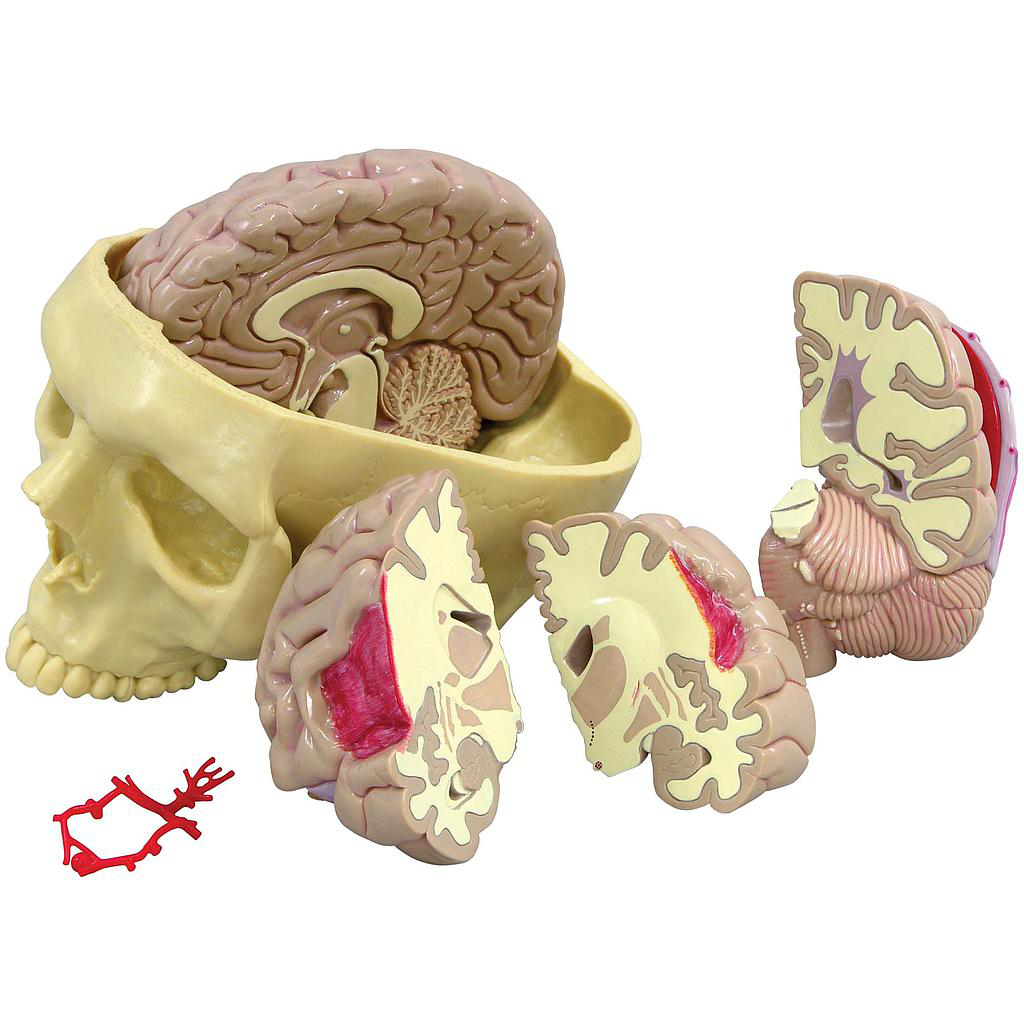 Maqueta de cerebro con cráneo GPI 2900