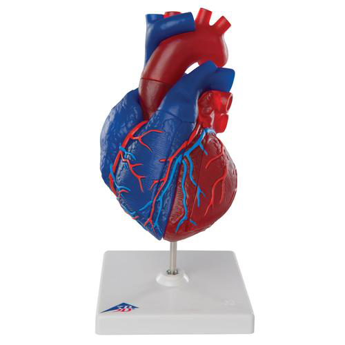 Maqueta de corazón magnético, tamaño real, 5 piezas 3B Scientific 1010007 [G01/1]