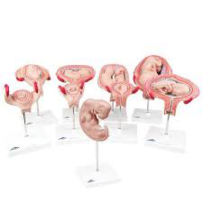 Desarrollo fetal/ maqueta de embarazo, 9 modelos de lujo  3B Scientific 1018628 [L11]