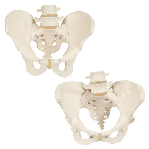 Maqueta de esqueleto de pelvis de ambos sexos 3B Scientific 8000838