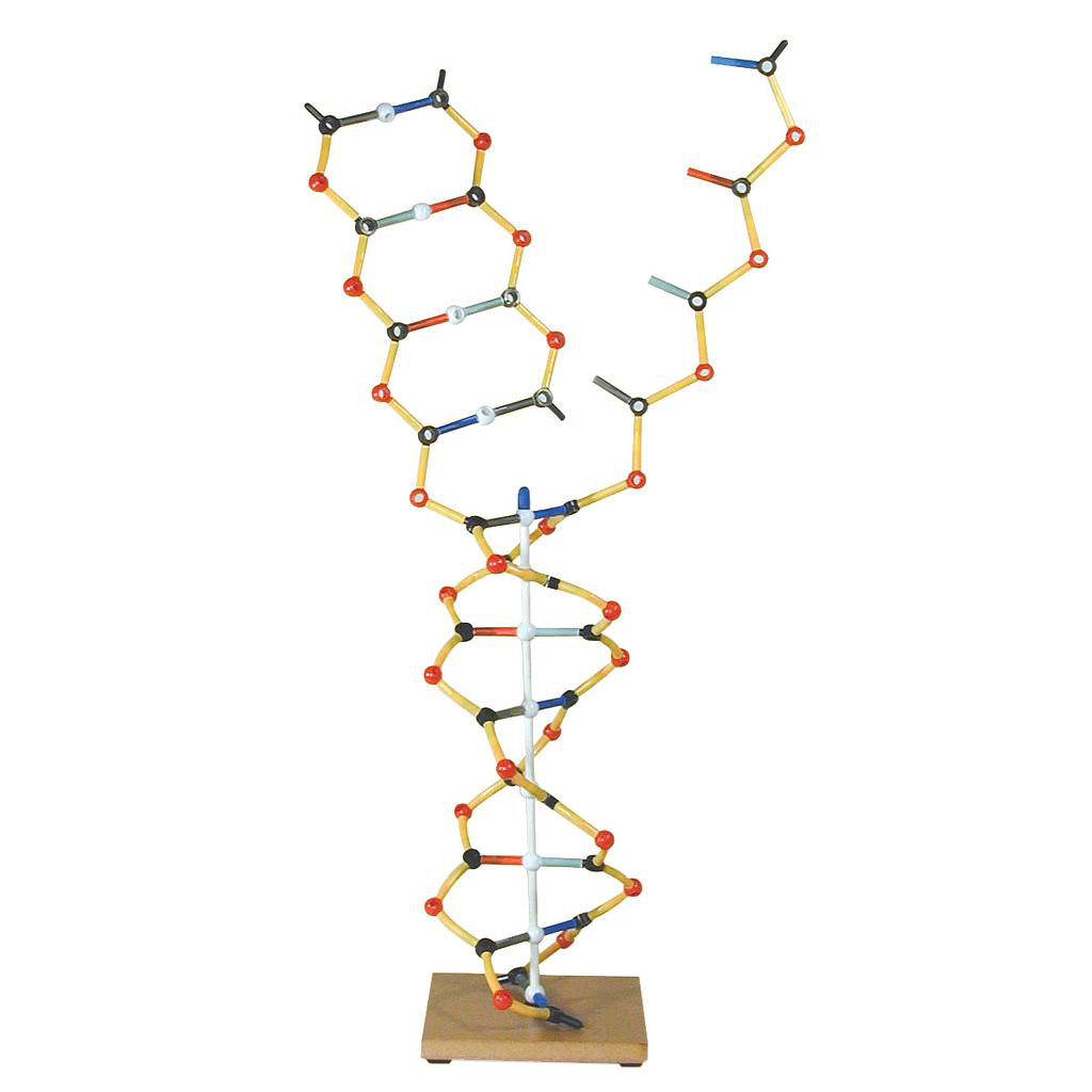 Maqueta de la estructura de ADN y ARN