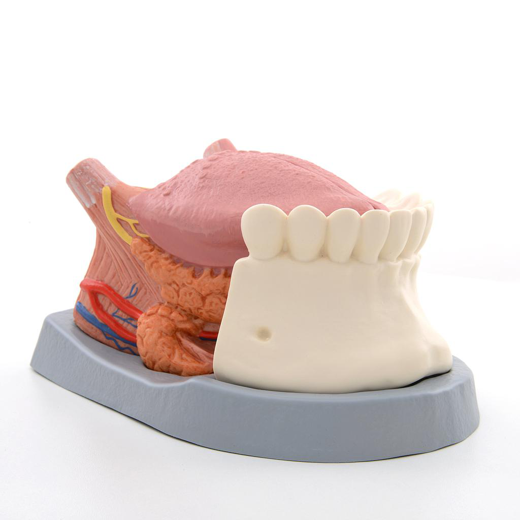 Maqueta de la lengua, 4 piezas 3bscientific 1002502 [T12010]