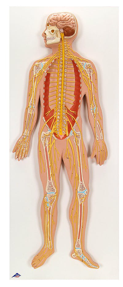 Maqueta de sisitema nervioso a mitad de su tamaño real,  con 3B Smart Anatomy, marca 3BScientific, código 1000231 [C30]