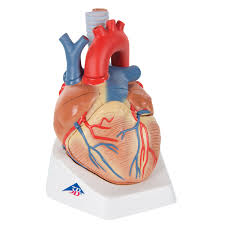 Maqueta del Corazón Humano 3B Scientific 1008548 [VD253]