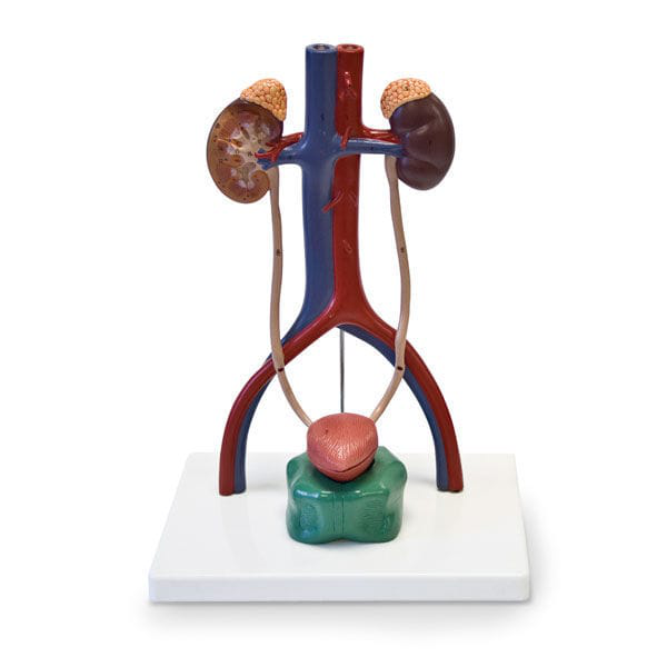 Maqueta del Sistema Urinario Nasco SB49200