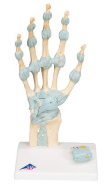 Maqueta del esqueleto de la mano con ligamentos y túnel carpiano 3B Scientific 1000357 [M33]