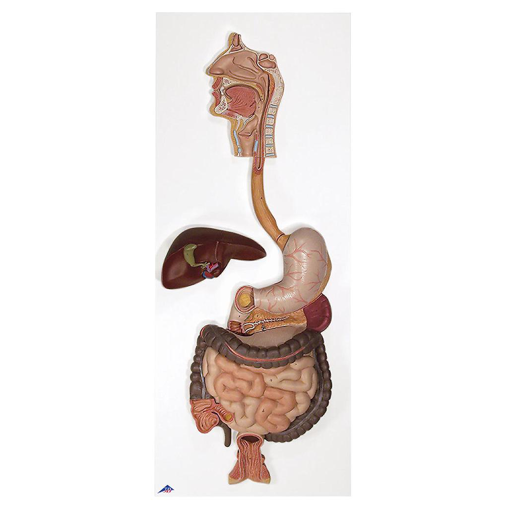 Maqueta del sistema digestivo, de 3 piezas - 3B Smart Anatomy 3B Scientific 1000307 [K21]