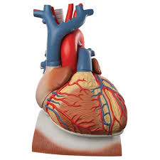 Corazón en diafragma, 3 veces su tamaño natural, de 10 piezas, 1008547 [VD251], 3BScientific