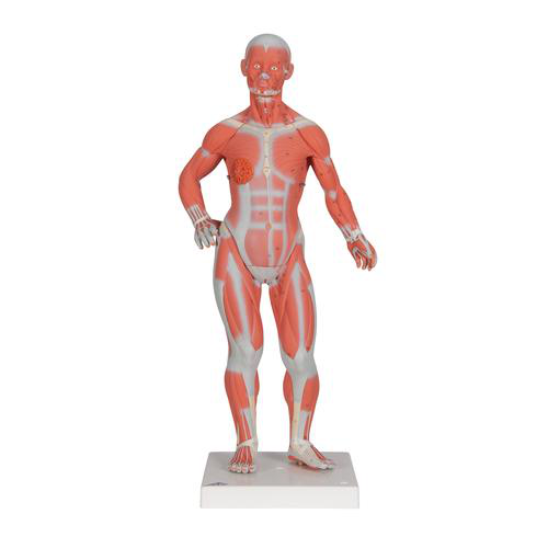 1/3 Figura de músculo humano de tamaño real, 2 partes - 3B Smart Anatomy 1000212 [B59]