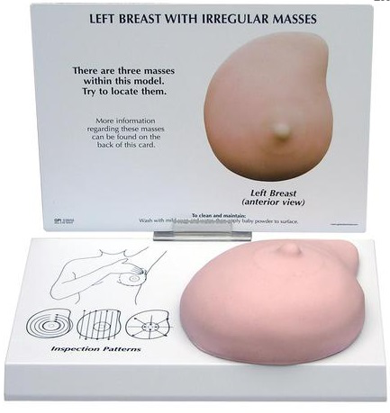 Modelo de Pecho Izquierdo con Masas Irregulares Marca 3Bscientific Modelo 3401