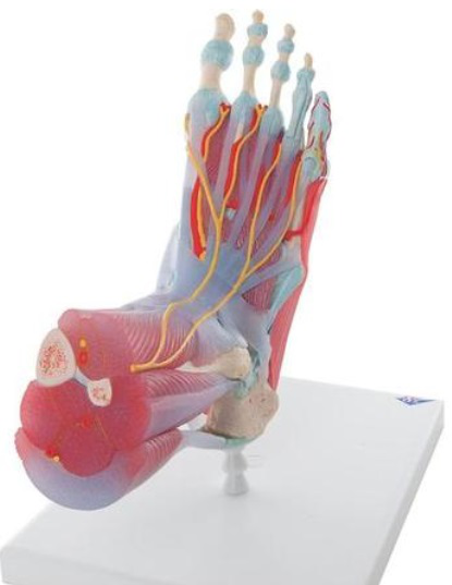Modelo del Esqueleto del Pie con Ligamentos y Músculos 1019421 [M34/1]