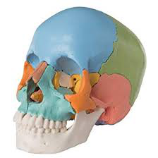 Cráneo desmontable 3B Scientific® - 22 piezas - versión didáctica - 3B Smart Anatomy 3B Scientific 1000069 [A291]