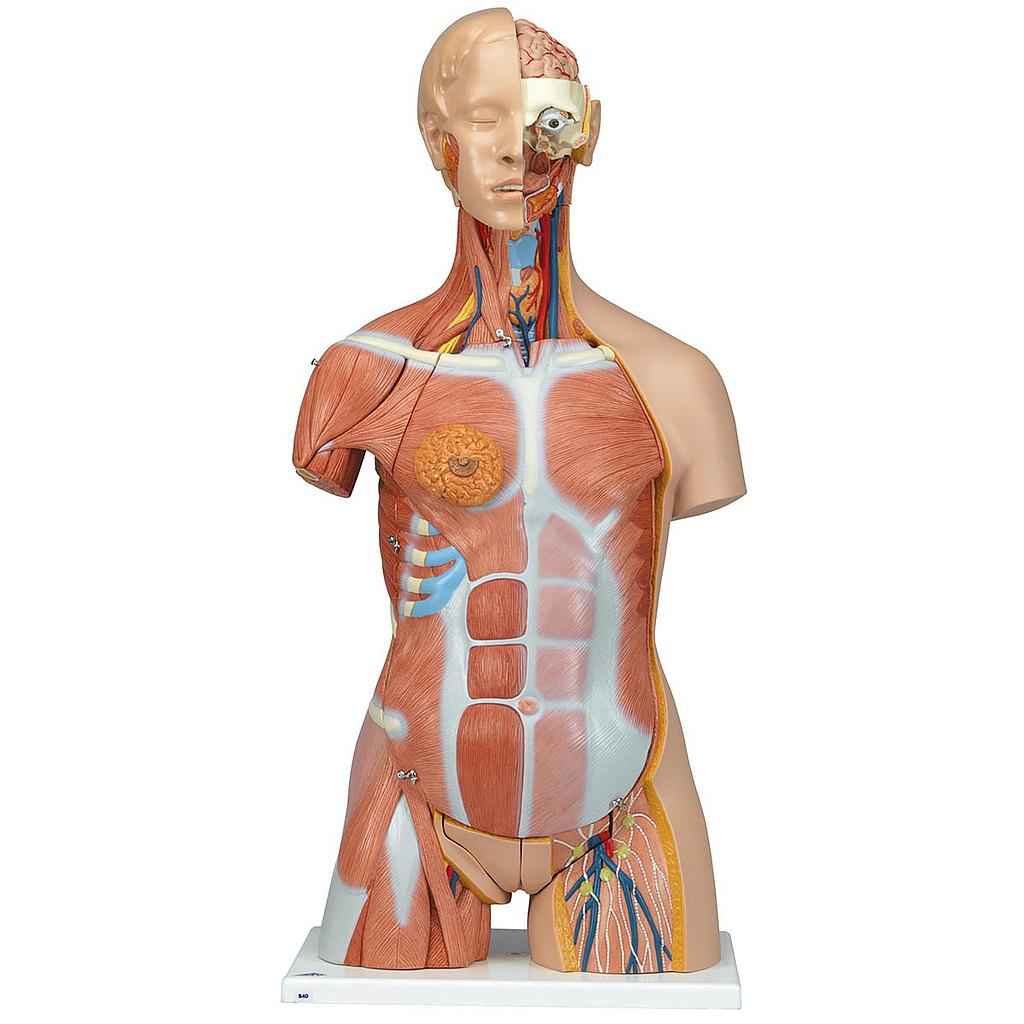 Torso de Lujo con Músculos, 31 partes 3B Scientific 1000203 [B40]