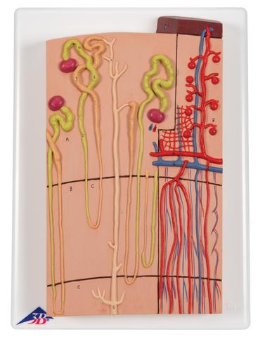 Nefrones y conductos sanguíneos, 120 veces su tamaño natural - 3B Smart Anatomy 3B Scientific 1000297 [K10/1]