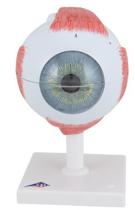 Maqueta de Ojo, 5 veces su tamaño natural, 6 piezas 3B Scientific 1000255 [F10]