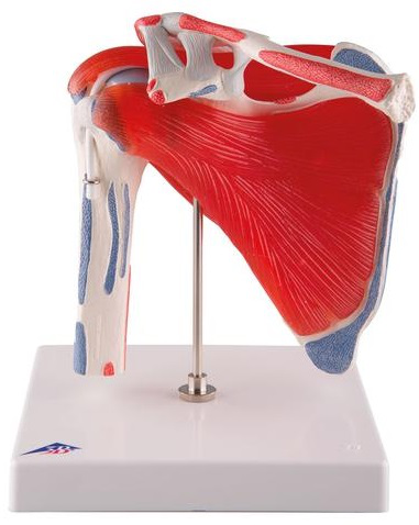 Articulación del hombro con manguito rotador, de 5 piezas - 3B Smart Anatomy 3B Scientific  1000176 [A880]