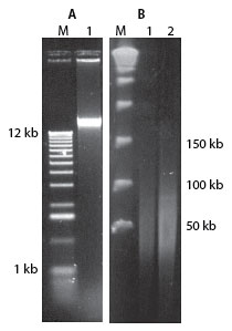 Kit de purificación de ADN grampositivos, Masterpure LUCIGEN Corp.MGP04100