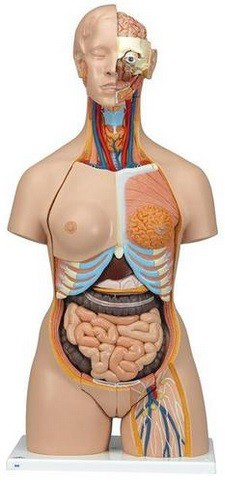 Super-torso de doble sexo con espalda abierta, 28 partes 3B Scientific 1000200 [B35]