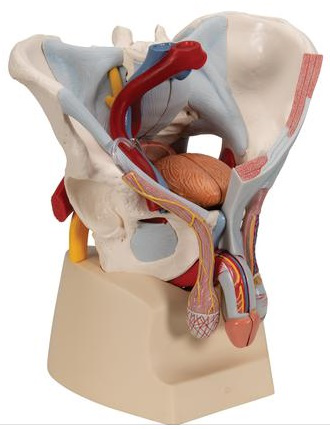 Pelvis masculina con ligamentos, vasos, nervios, suelo pélvico y órganos. 7 piezas 3B SCIENTIFIC 1013282 [H21/3]