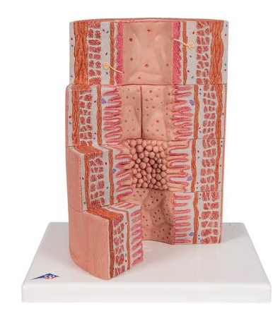 3B MICRO anatomy Tracto digestivo - a 20 aumentos - 3B Smart Anatomy - 3B Scientific 1000311 [K23]