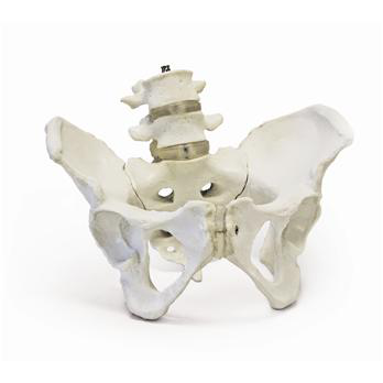 maqueta anatómica de pelvis