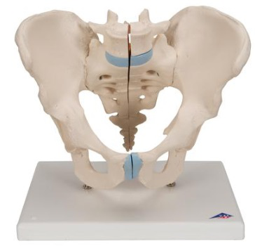 Pelvis Masculina en Tres Piezas - 3B Smart Anatomy/ 3B Scientific 1013026 [H21/1]