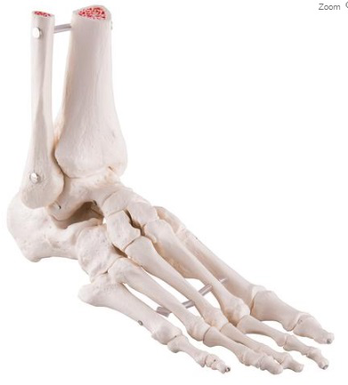 ESQUELETO DEL PIE CON PARTES DE TIBIA Y FIBULA ARTICULADO FLEXIBLEMENTE 3BSCIENTIFIC 1019358 [A31/1]