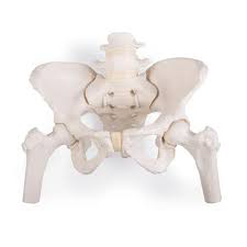 Pelvis femenina flexible con cabezas de fémur 3B Scientific 1019865 [A62/1]