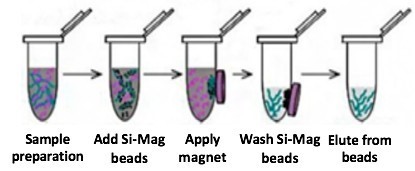 Extracción y purificación de tejidos y células kit ADN