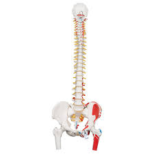 Modelo clásico de columna flexible humana con cabezas de fémur y músculos pintados 3B Smart Scientific 1000123 [A58/3]