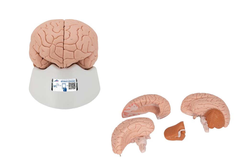 Cerebro clásico, desmontable en 4 piezas - 3B Smart Anatomy 1000224 [C16]