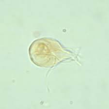 Giardia Trophozoites Carolina Biologist 295762