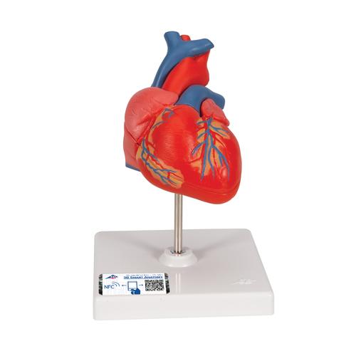 Modelo clásico de corazón humano, 2 partes - 3B Smart Anatomy 3B Scientific 1017800[G08]